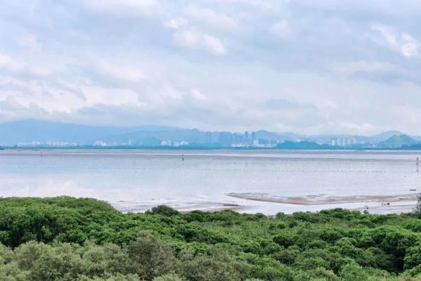 盘盘赢 11月深圳最潮的生态派对，感受红树林的生命脉动